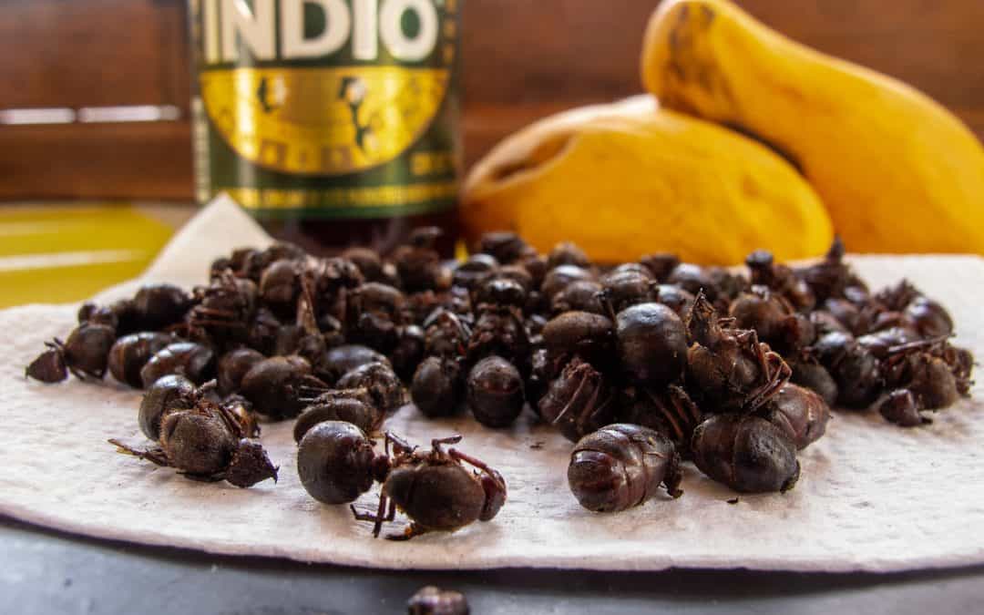 Eating Chicatanas, or Flying Ants in Mexico