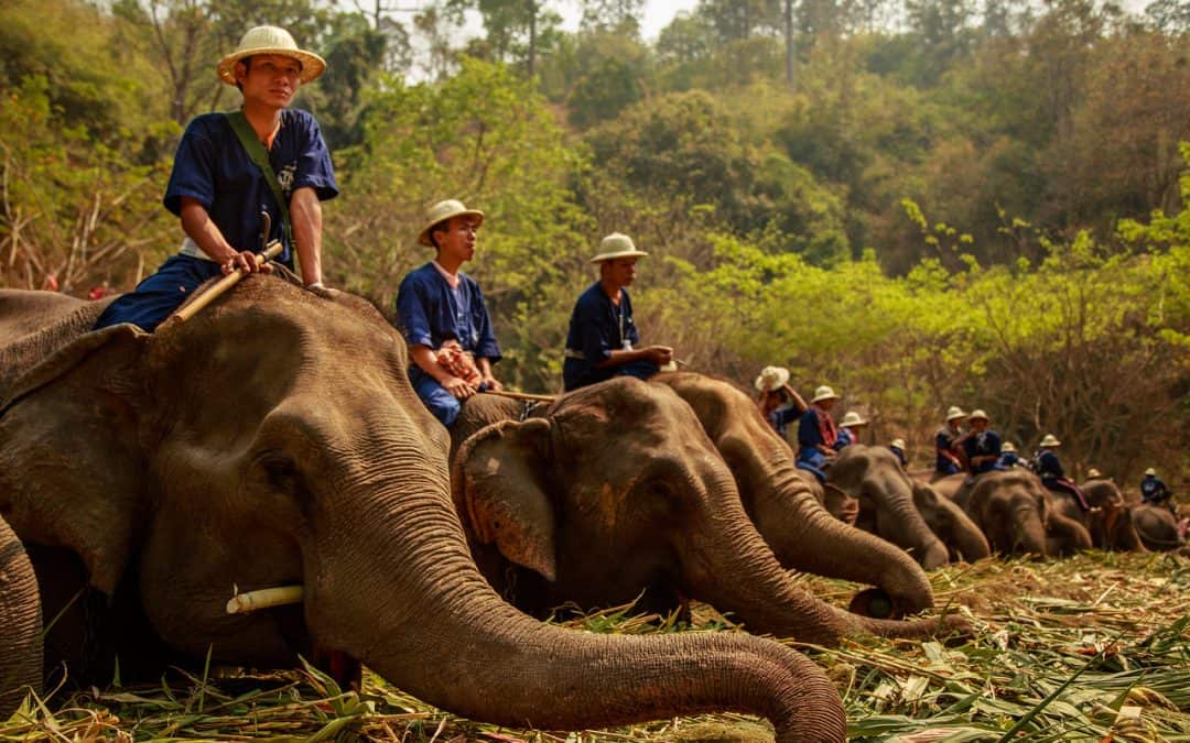 National Elephant Day in Thailand