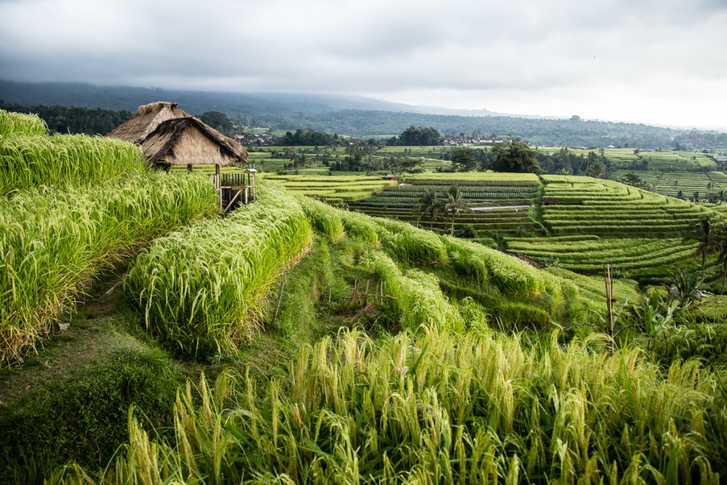 Jatiluwih RIce Terraces