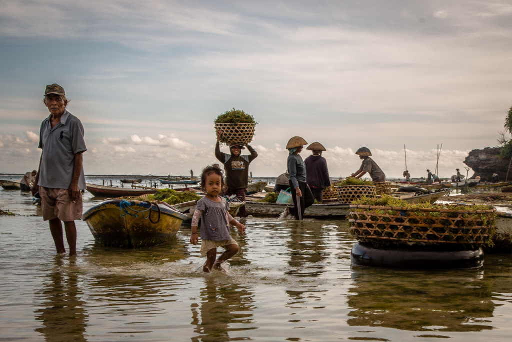 Nusa Lembongan Seaweed Farming Photo Essay