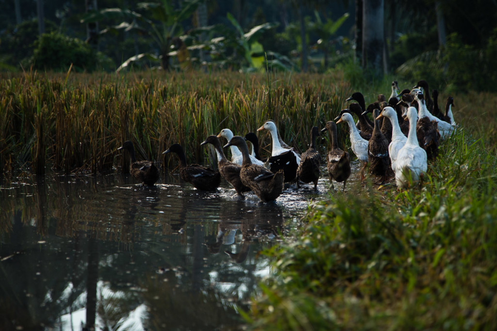 Photos of Ducks Cleaning Rice Fields in Bali, Indonesia