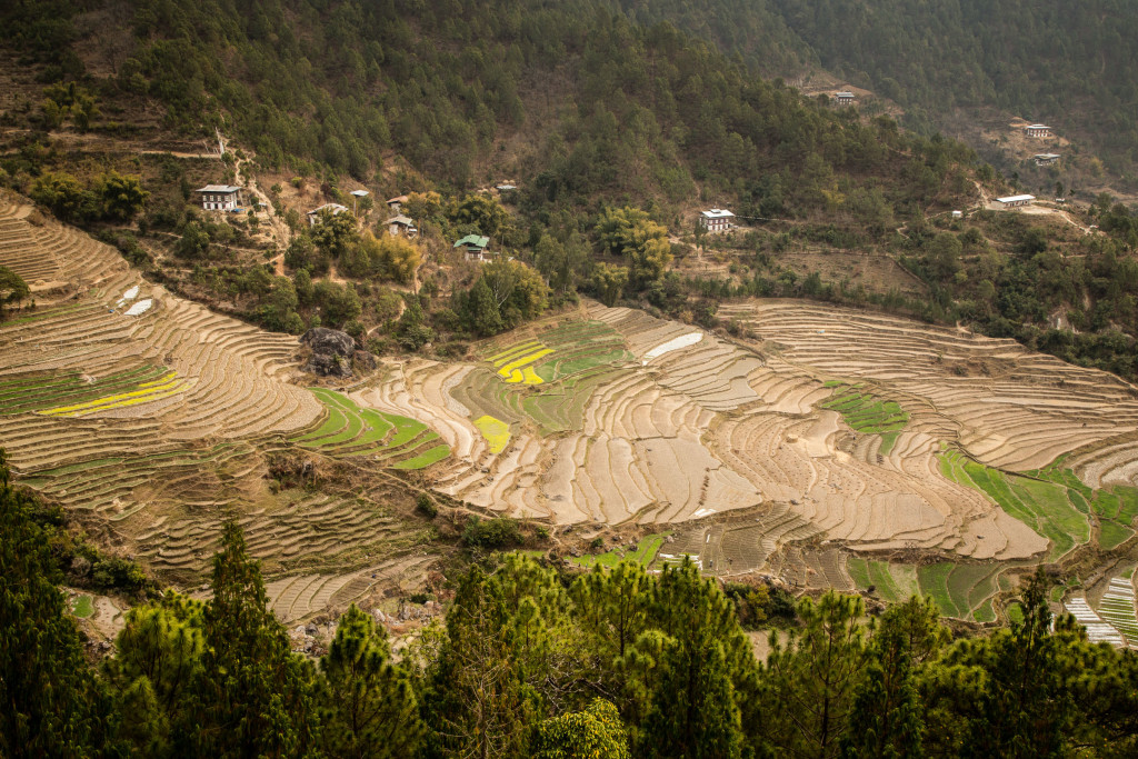 Photo: Himalayan Rice Terraces
