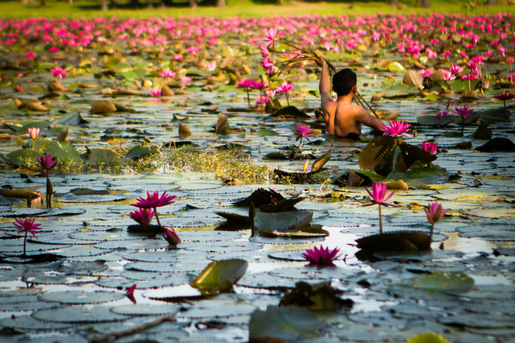 Photo: Lotus Flower Harvest in Cambodia
