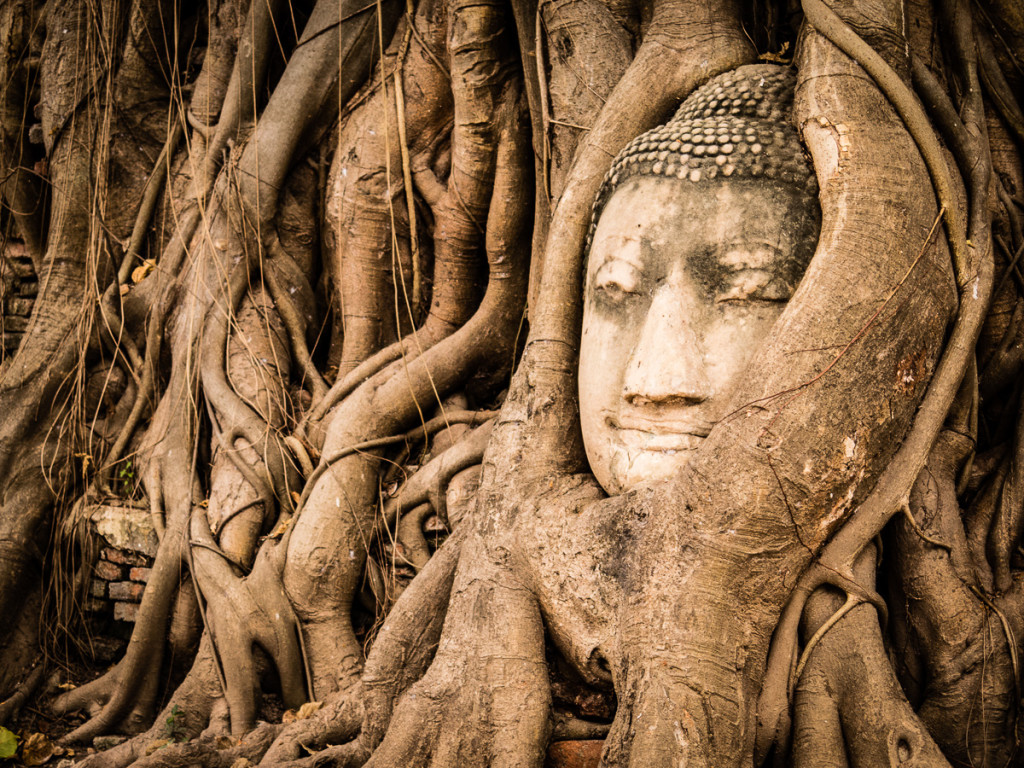 Photo: Tree Bound Buddha of Thailand
