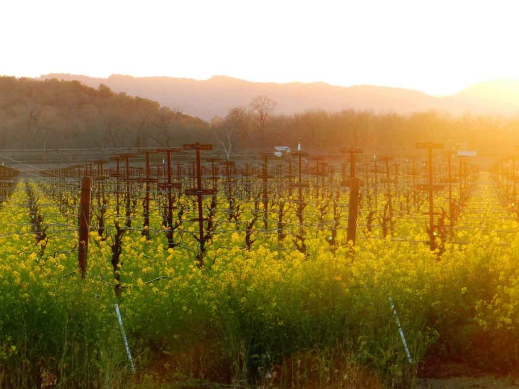 wpid-California-Wine-Country-4000.jpg