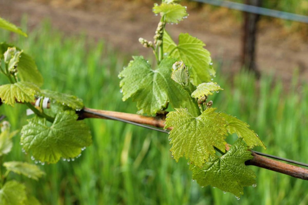 wpid-California-Wine-Country-5871.jpg