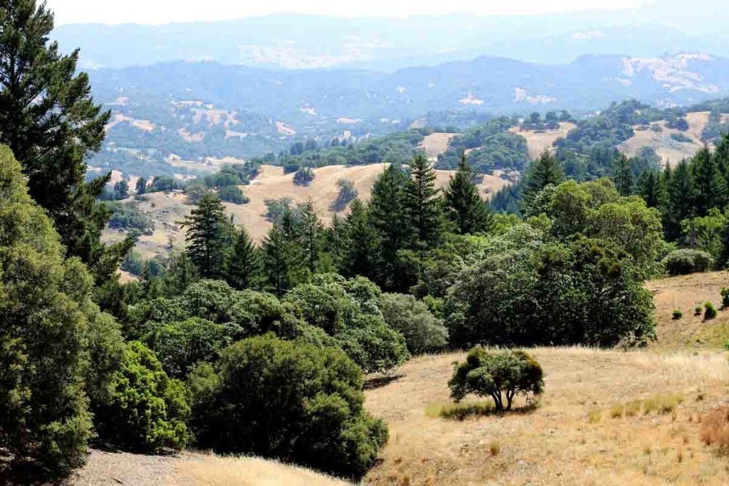 wpid-California-Wine-Country-8965.jpg
