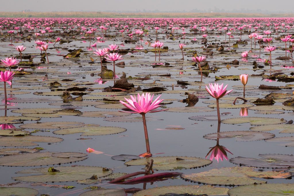 Red Lotus Sea Near Udon Thani, Thailand