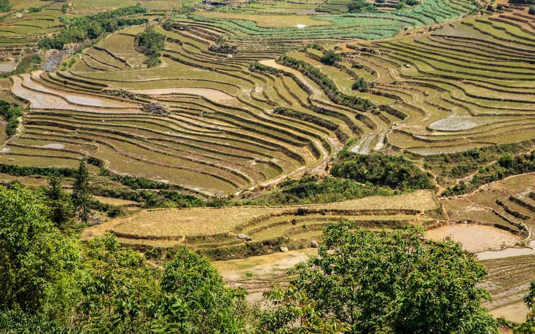 Sapa Rice Terraces in Vietnam