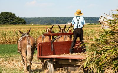 Photo: Corn Harvest in Pennsylvania Amish Country