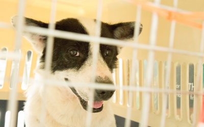 How We Transported Nine Rescue Dogs Overseas from Thailand