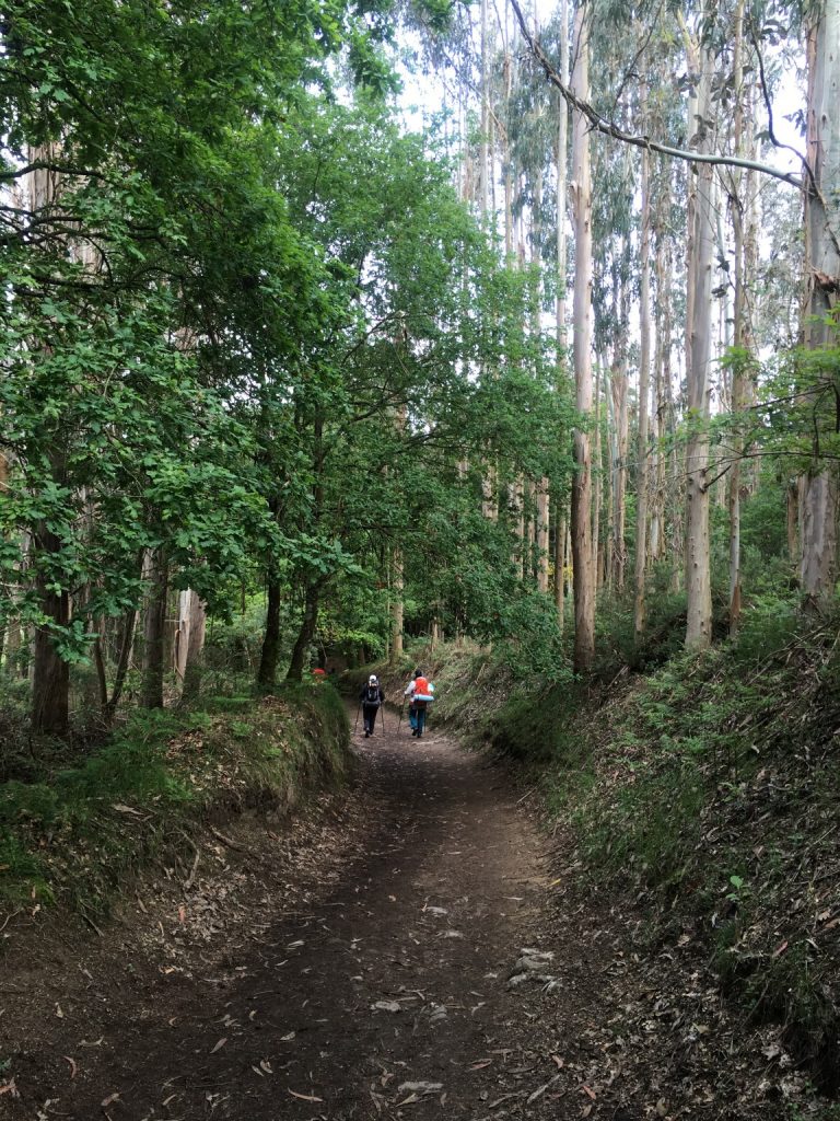Forests of Galicia