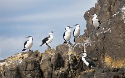Expedition Cruising on Coral Expeditions Small Cruise Ships