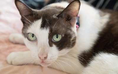 Sarah’s Diary of Pet Transport Overseas