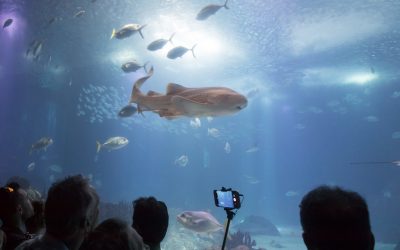 Portugal Day Trip: Oceanário de Lisboa (Lisbon Oceanarium)