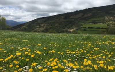 Camino de Santiago Blog: Day 24, Hospital, Spain
