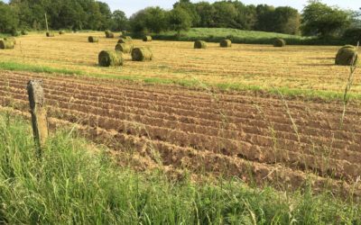 Camino de Santiago Blog: Day 26, Vilacha, Spain