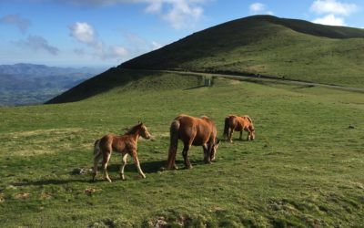 Camino de Santiago Blog: Day 4, Espinal, Spain