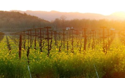 What Does it Cost to Live for a Month in the California Wine Country