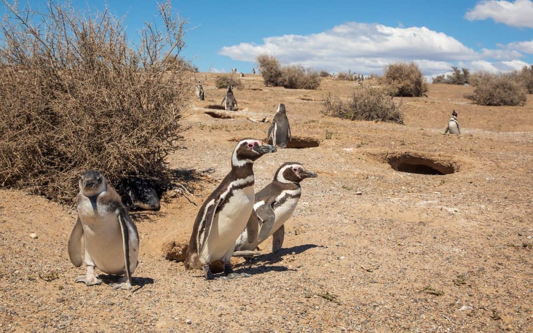 Punta Tombo Argentina Nature Reserve