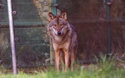 Iberian Wolf Sanctuary in Portugal