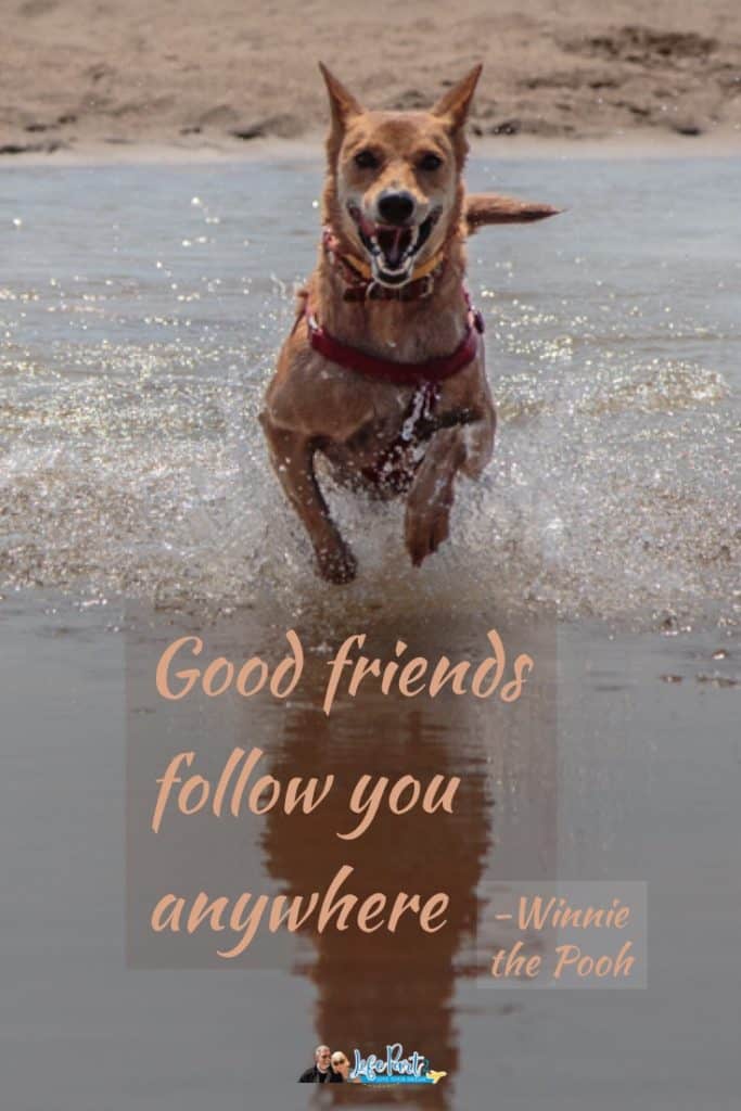 Dog running on beach with the quote Good Friends Follow You Anywhere - Winnie the Pooh