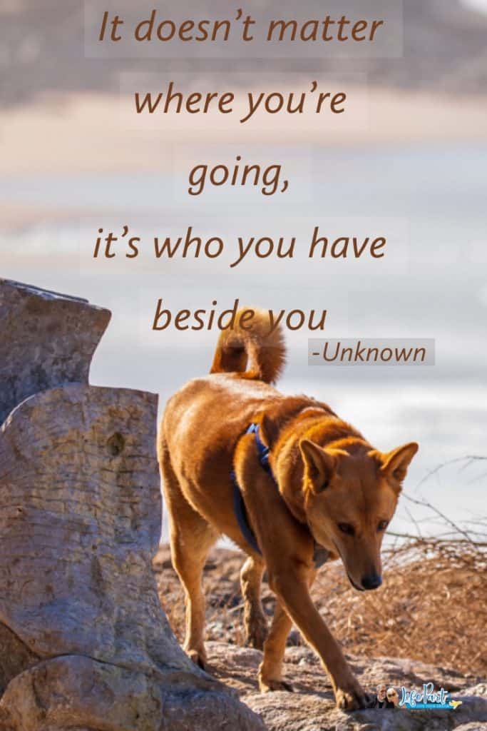 Image of dog with the friendship quote It doesn't matter where you're going, it's who you have beside you. _ Unknown