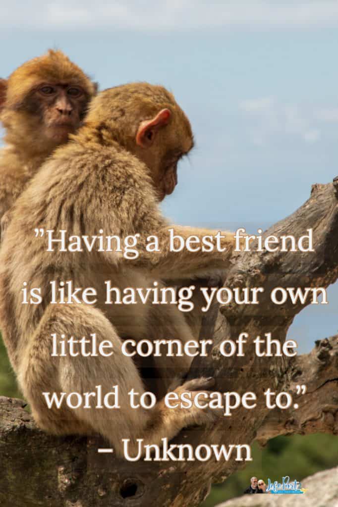 Having a best friend is like having your own little corner of the world to escape to. – Unknown