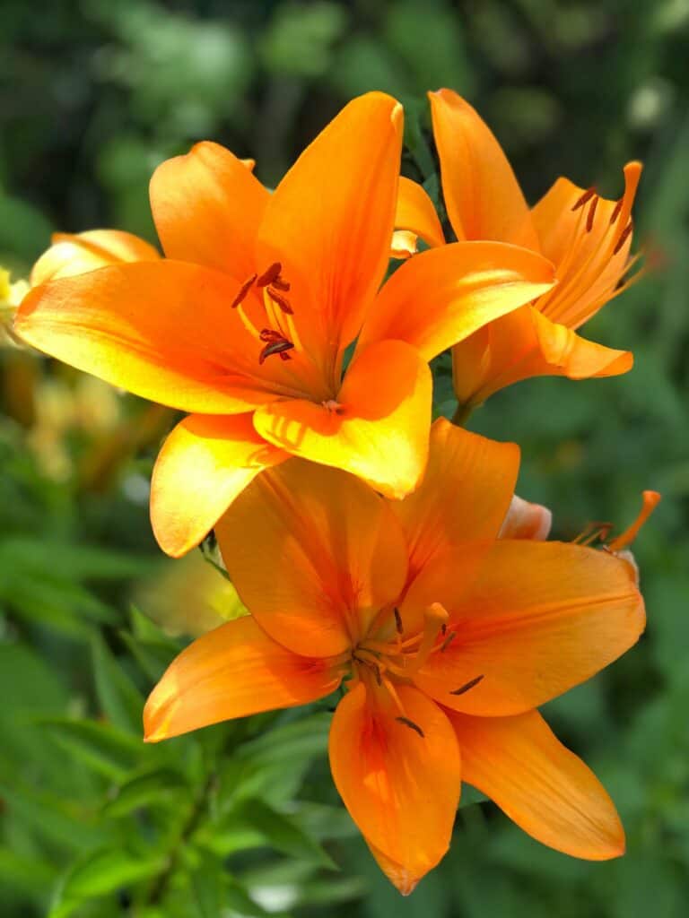 Flowers in Monet's Garden, Giverny