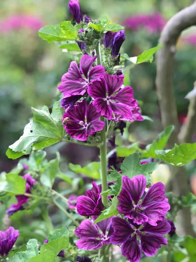 Purple Flowers in Monet's Garden Giverny