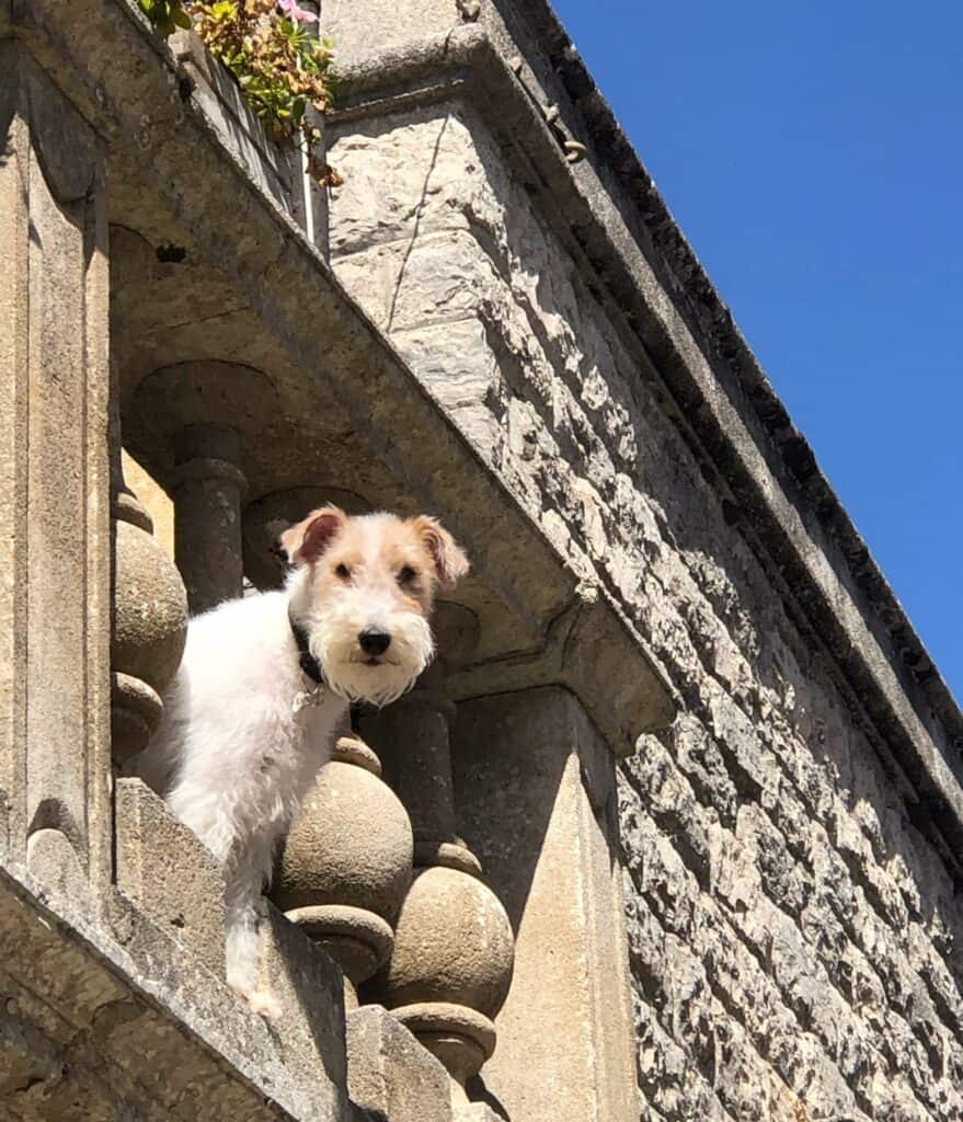 A dog looking out of balcony over Erice 
