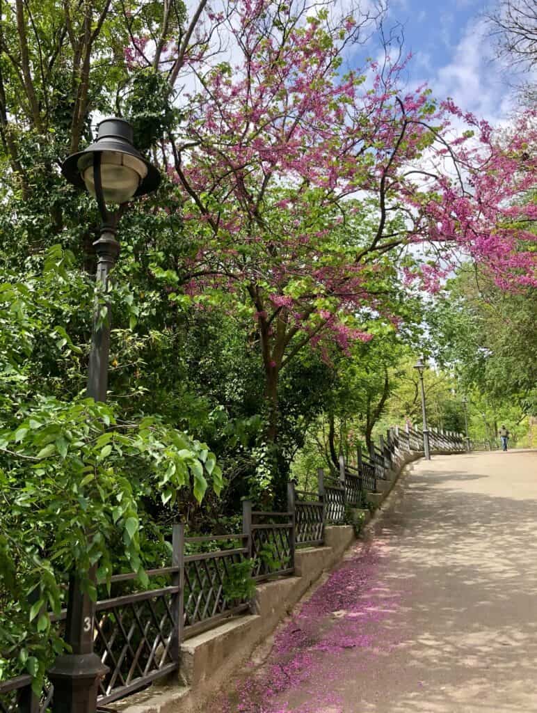 Walking Path Inside National Botanical Garden of Georgia with trees and pink flowers