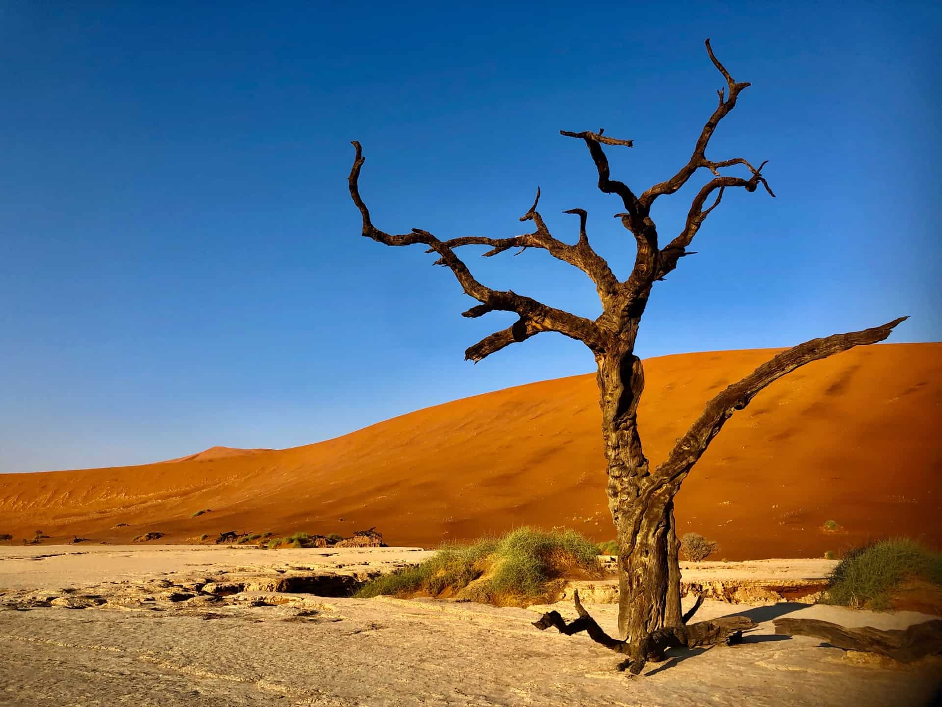 Charcoal black skeleton tree of Deadvlei against the red dunes and blue sky. 