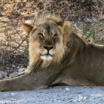 Namibia-lion