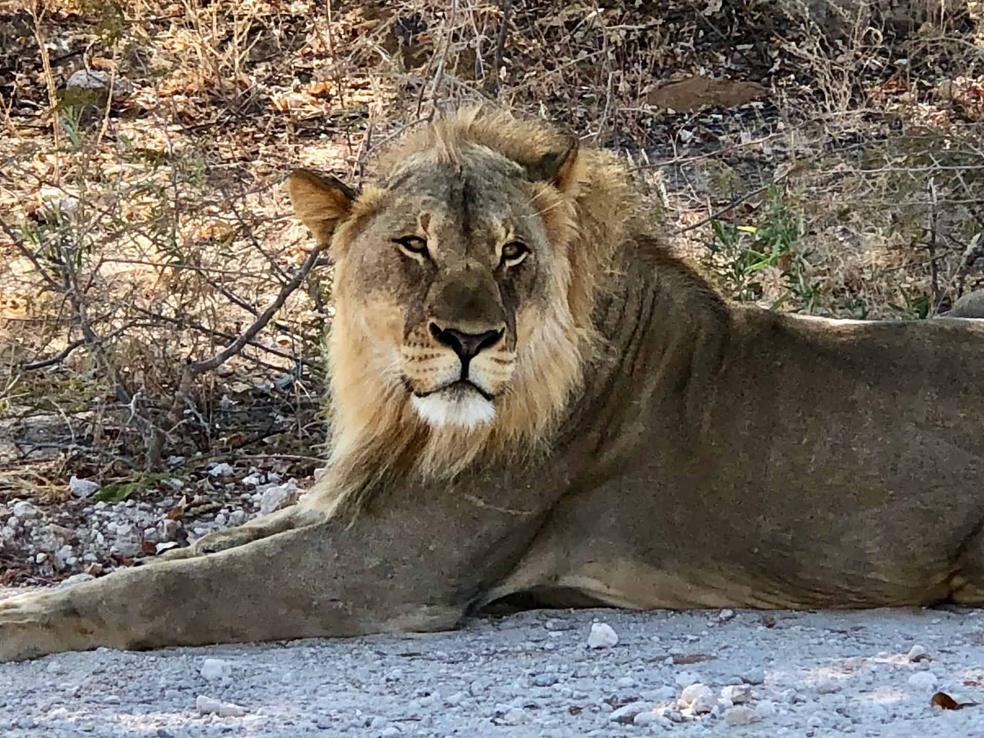 A young lion by the side of the road in Etosha National Park. My number one Namibia Highlights experience. 