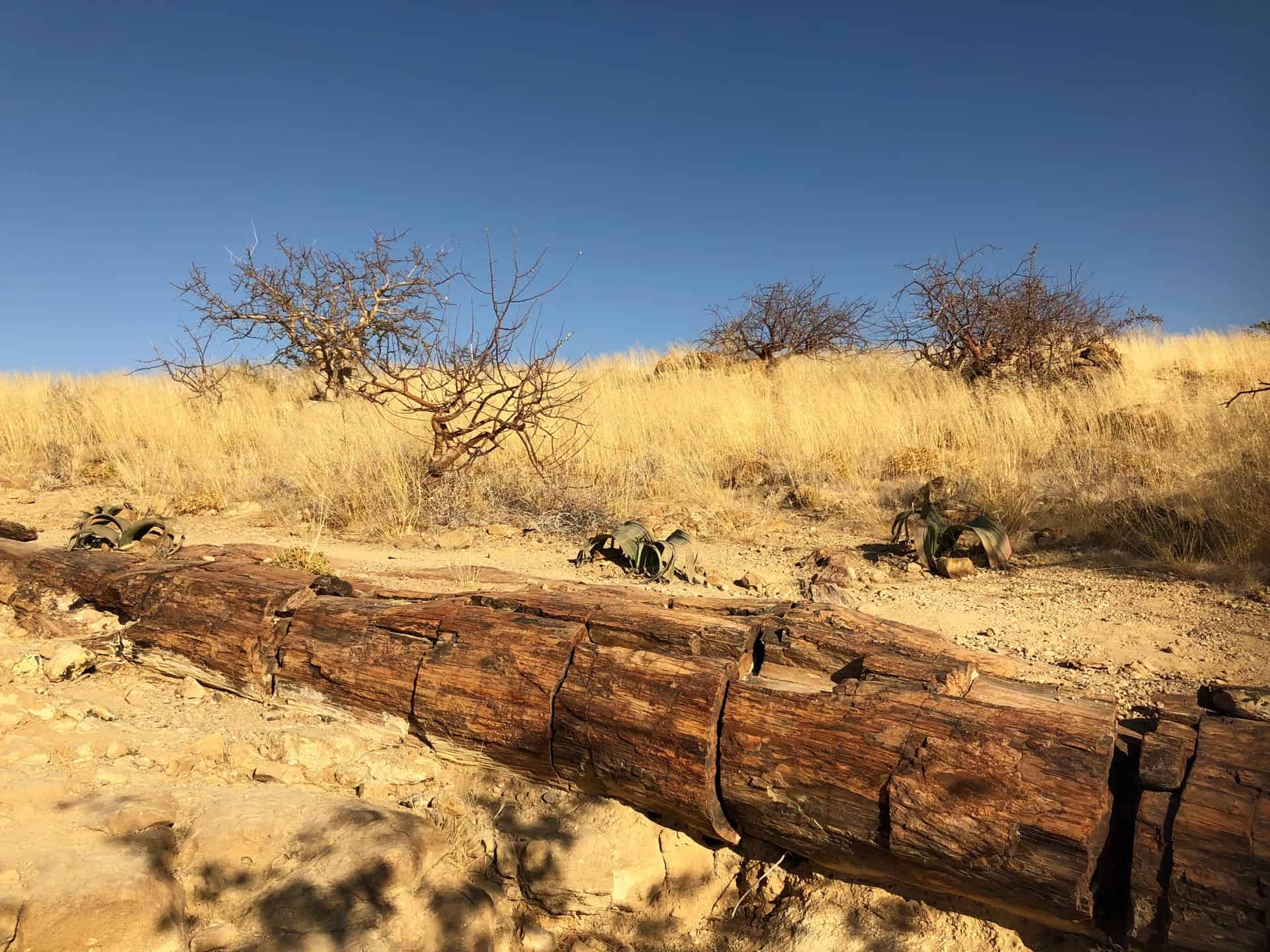 A fossilised tree trunk at the Petrified forest. A fascinating highlight of Namibia 