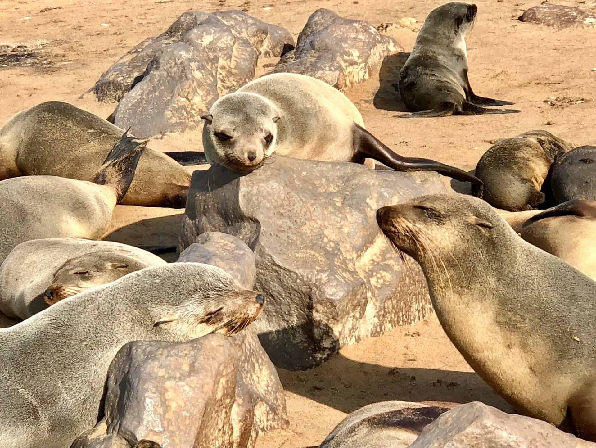 Seals at Cape Cross Seal Reserve basking on the beach- a big Namibia highlight for me 