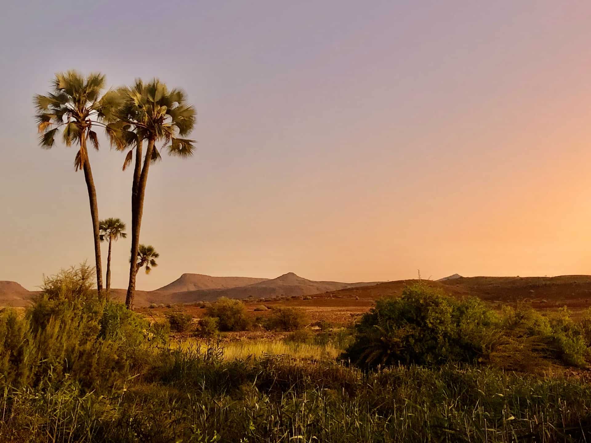Landcape view from the Palmwag hotel in Namibia. Desert, palm trees and bush. The gorgeous Nambian countryside is a major highlight. 