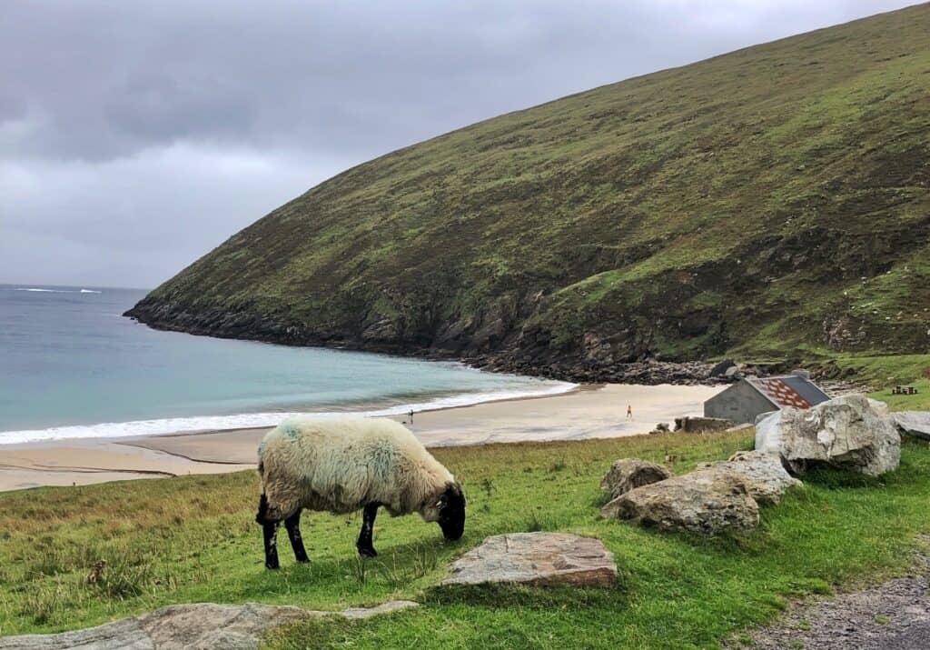 A Sheep eating grass with Keem Bay in the background