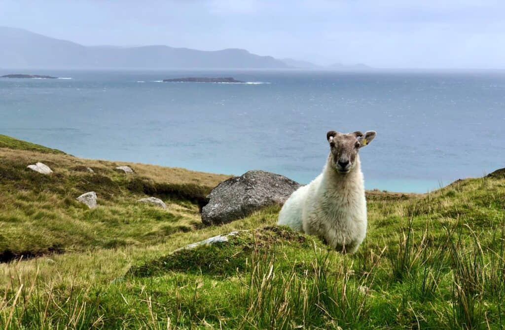 A sheep staring at you with the sea in the background. 