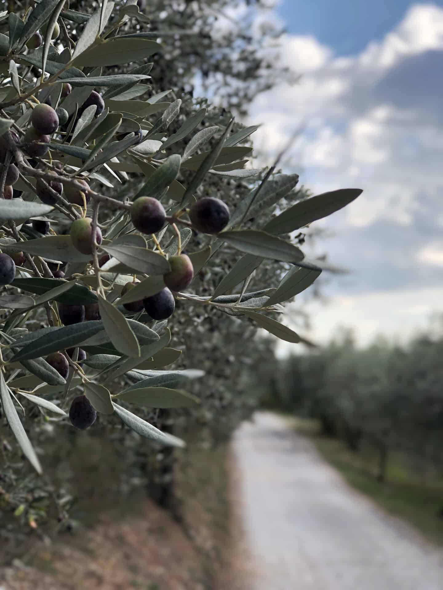 A close up of an olive branch with olives with the trail in the background. Located just outside Spello Italy. 