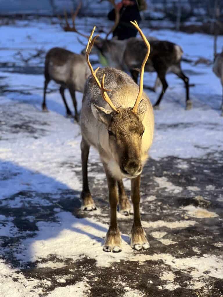 A Reindeer with antlers in the snow. 