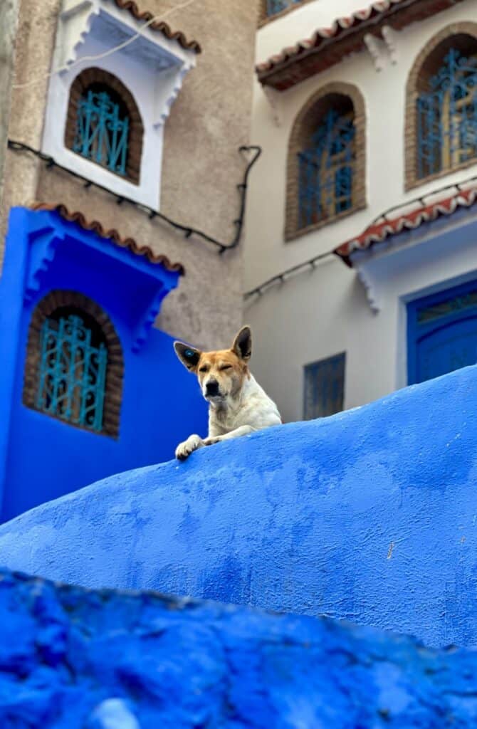 A dog peering over a blue wall in Chefchaouen 
