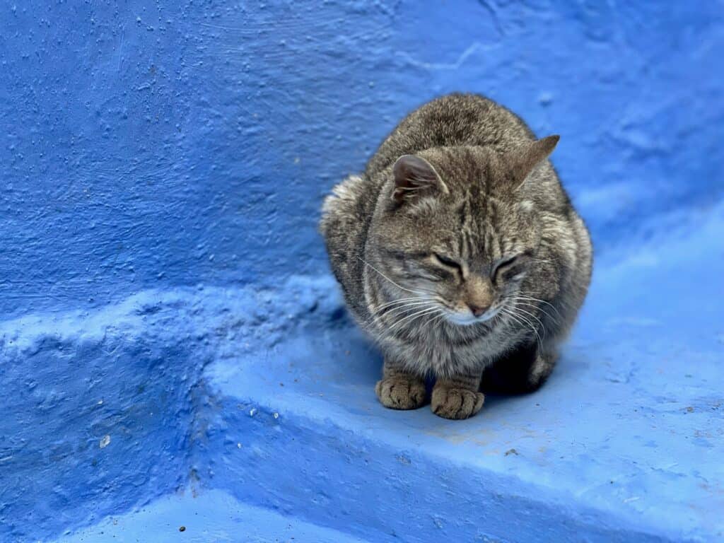 A cat sitting on a blue step. 