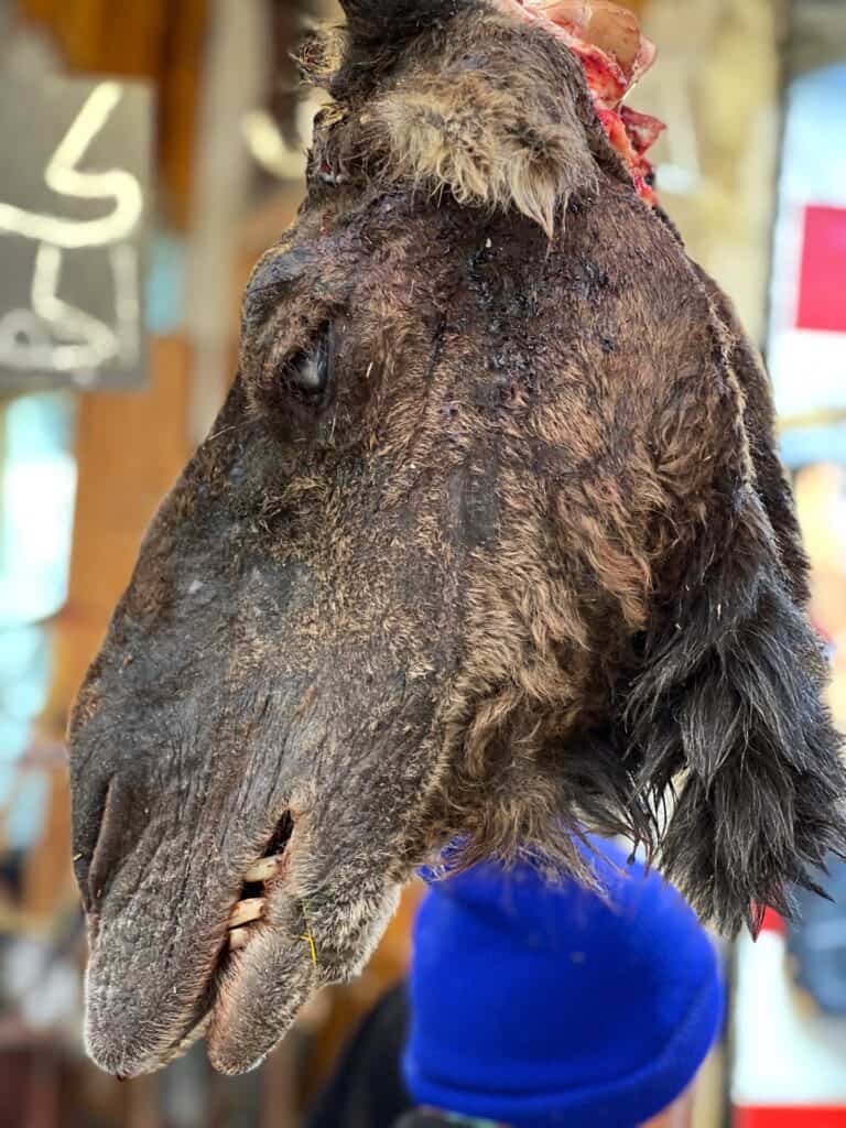 Camel's head hanging in Fes Medina