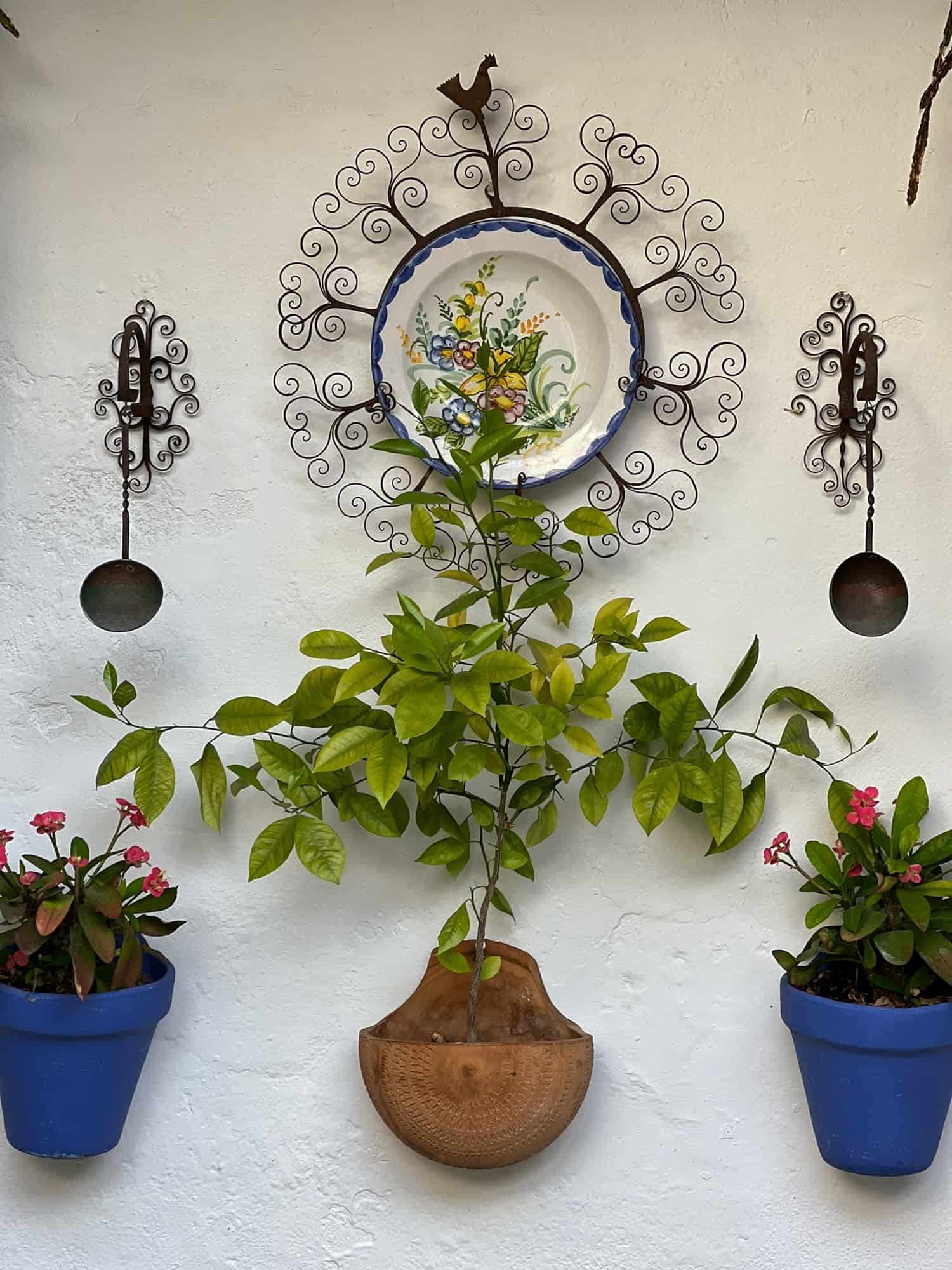 Floral decorations in blue pots in a patio in Cordoba