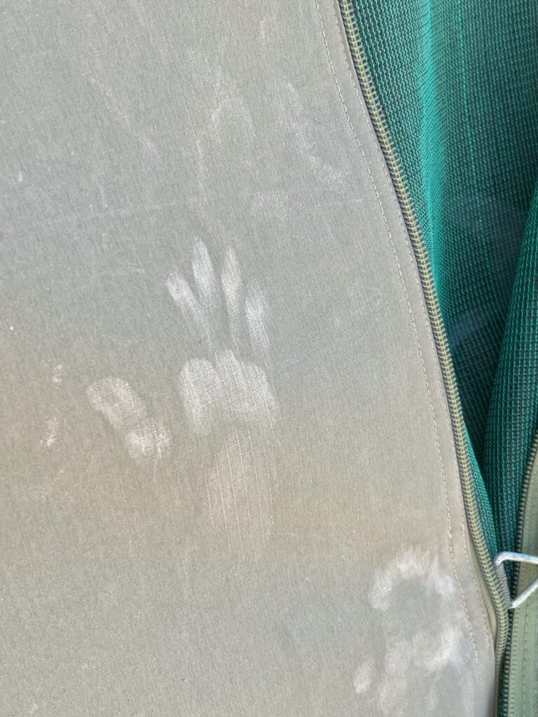 a baboon footprint on a tent
