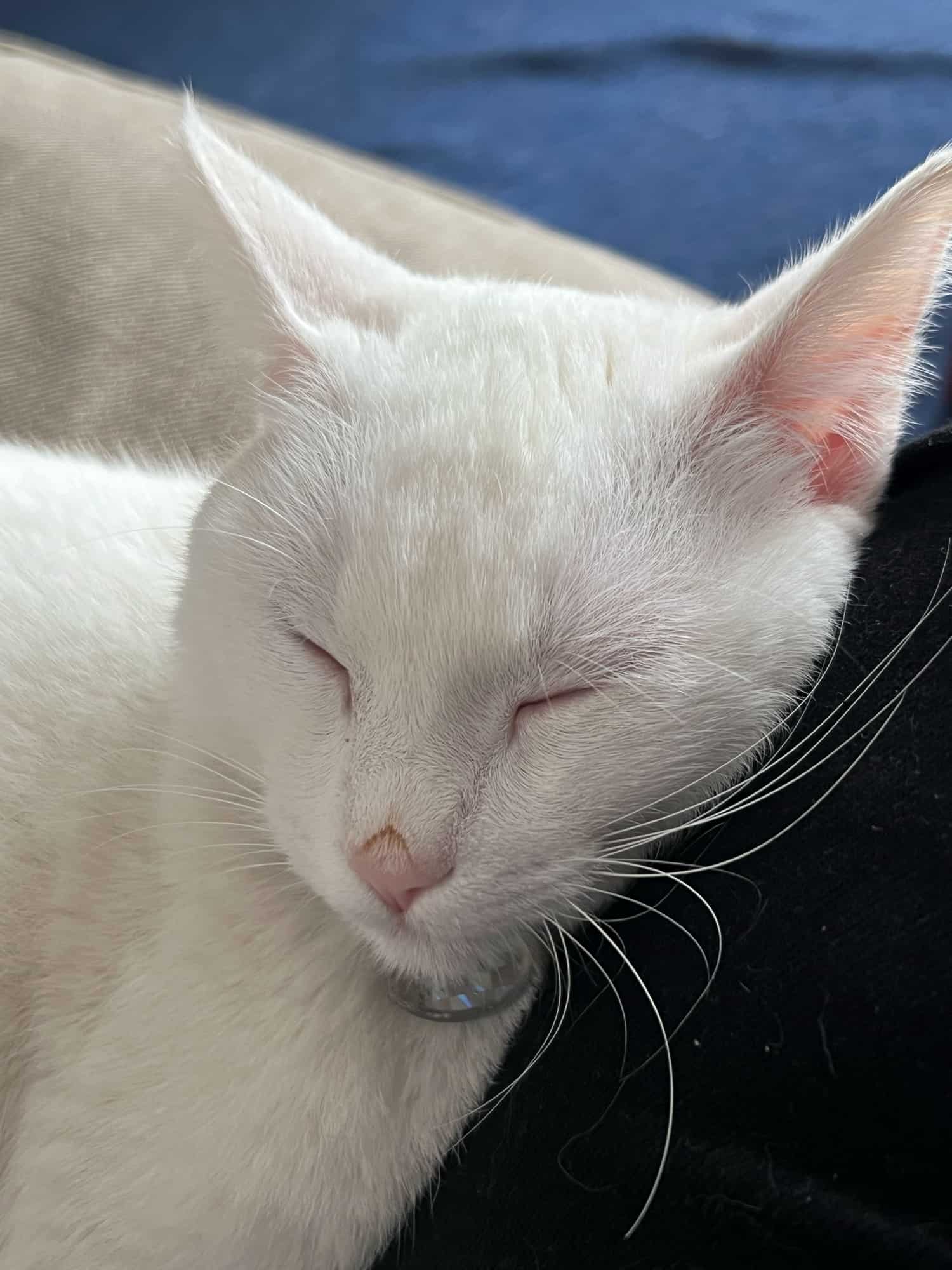 a sleeping white cat
