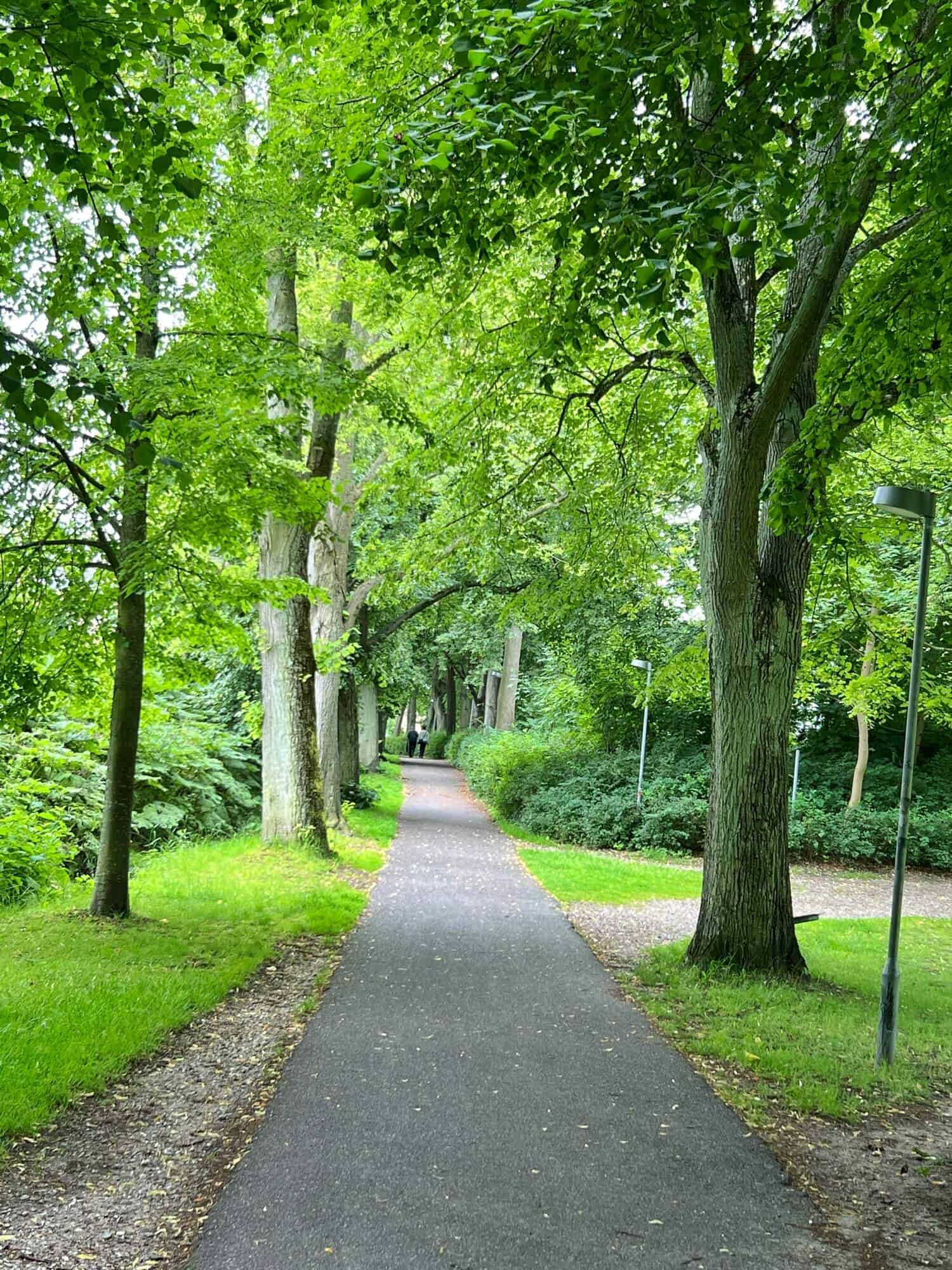 A path lined with tall trees