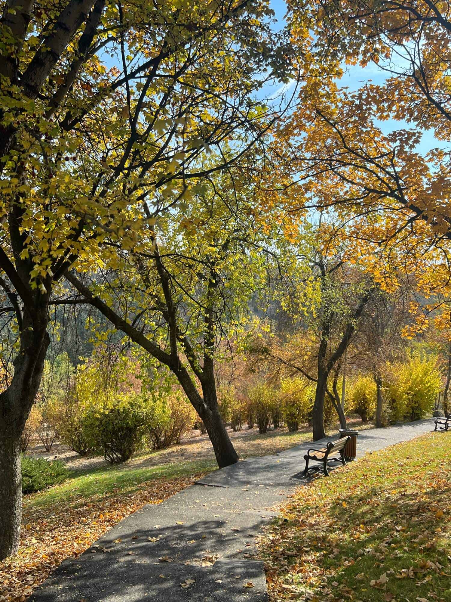 The autumnal colours of the trees in Ankara's botanical gardens 